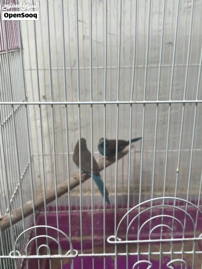 للبيع طيور محميه أنواع واشكال 2