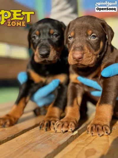 دوبرمان بوبي ..شوكلت وبلاك..جميع المطاعيم 4