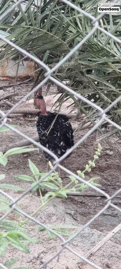 دجاج عرب للبيع 2