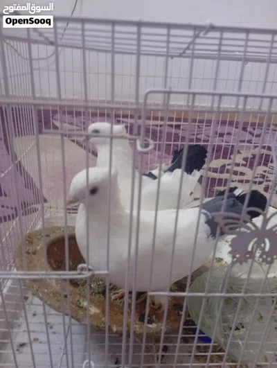 حمام العدد2 بط لعدد22للبيع 2