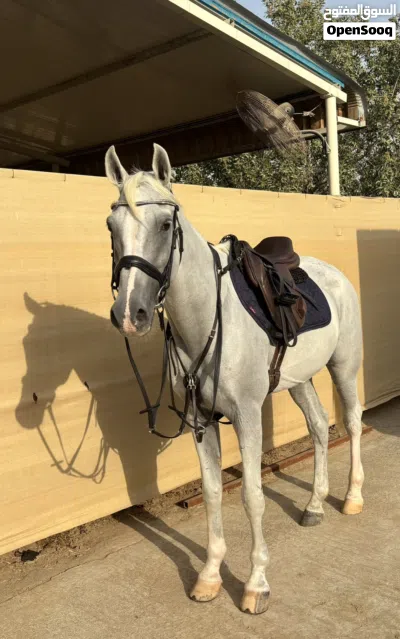 Horse for lease possible sale 2