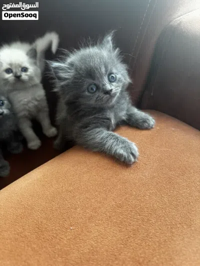 Beautiful Kittens 3