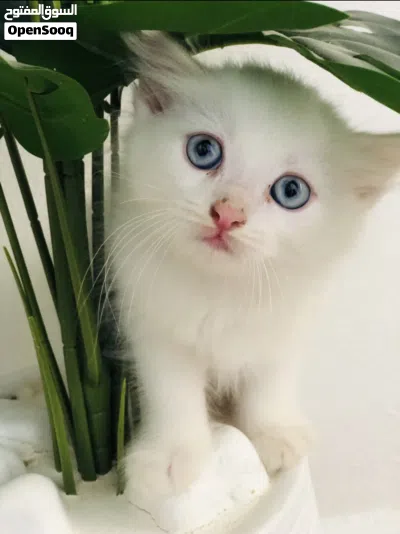 قطط انغورا 3