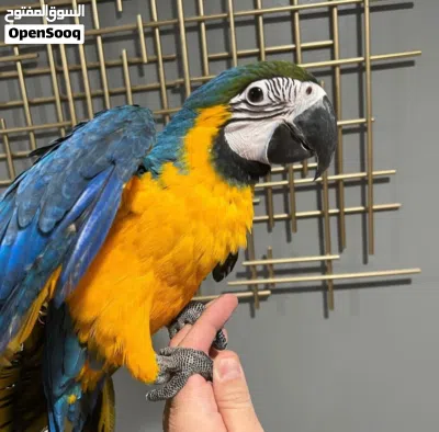 Hand-Raised Blue and Gold Macaw Babies for Sale: Tamed & Talking Delivery in Saudi Arabia and Kuwait 4