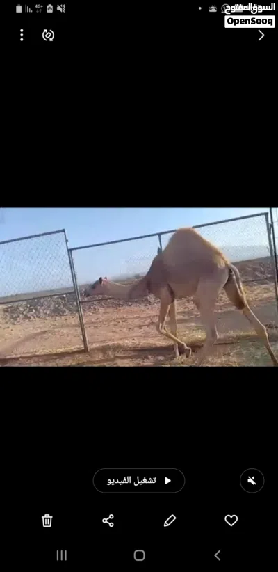 جعود للبيع 4