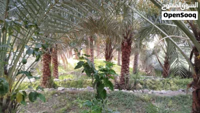 مزرعه للبيع 4