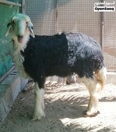 مجموعة أغنام حملة عمانية وحملة نجدية وكبش 2