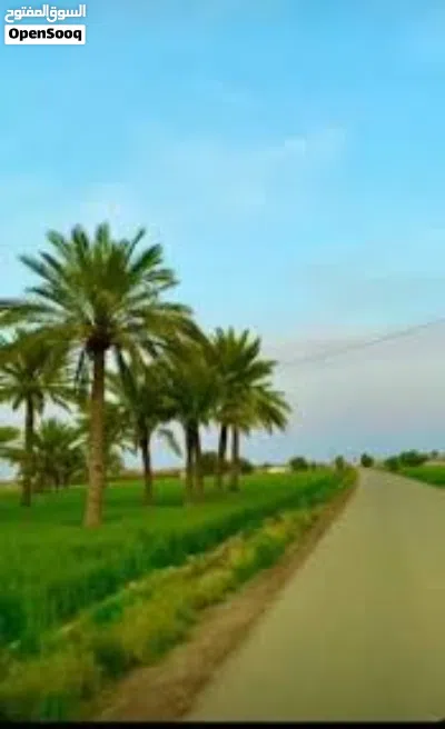 دونم للبيع 2500 متر يحتوي بيت في كربلاء 2