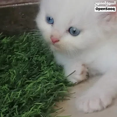 قطط صغار للبيع بعيون زرق 4