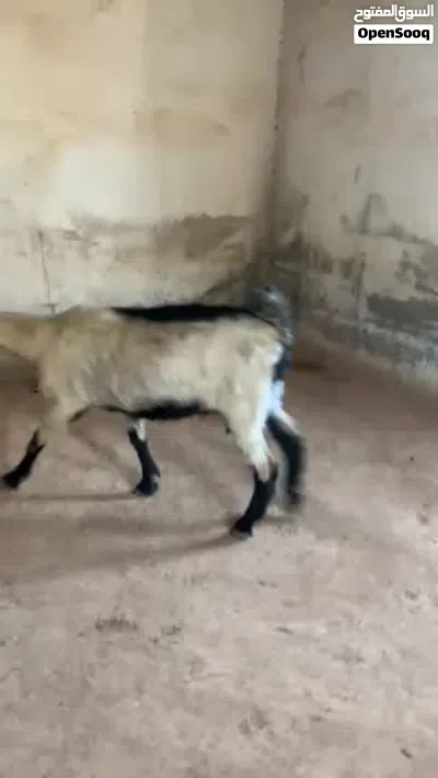 عنزين لحبات حليب كفاله 2