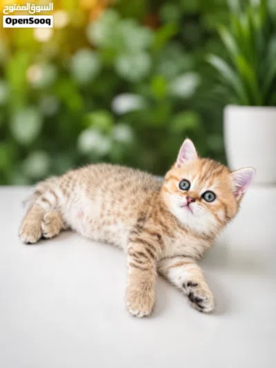 بنات اسكوتش 2