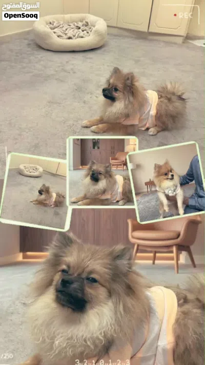 جراء بومرينين 4