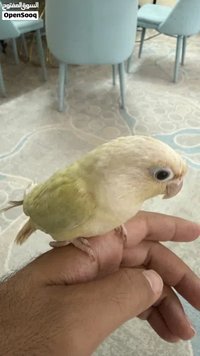 كنيور أليف حمامة ولون نادر مون جيك 4