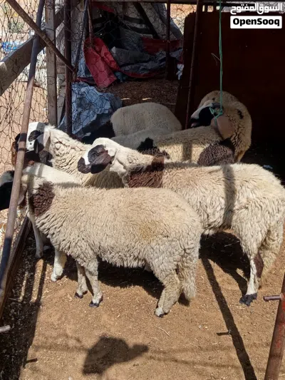 خروف و فطايم ربي يبارك 3