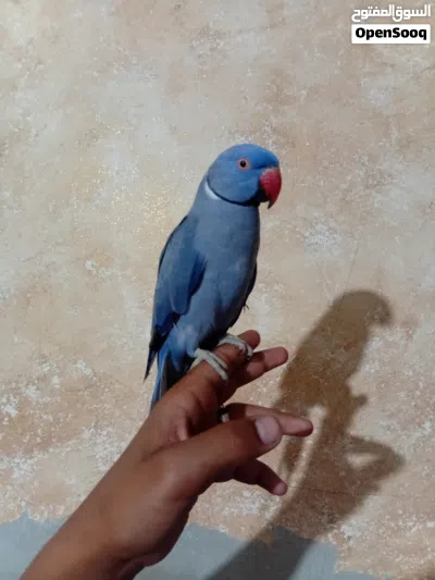 فحل دره ازرق فاله ابو فراخ شغال بخربط حكي ويسفر بطلع اصوات لعوب ريش كامل ذيل كامل محجل اليف بالصلاه 2