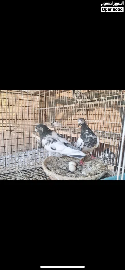 بيع طيورباكستاني انسال مختلفه وطيران 4