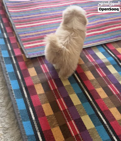 كلب اليف كتكوت 4