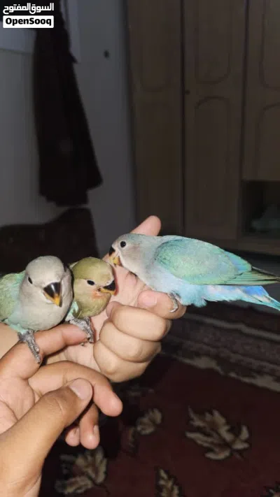 روز فاخر الحق قبل نفاذ الكميه فا الكميه محدوده 3