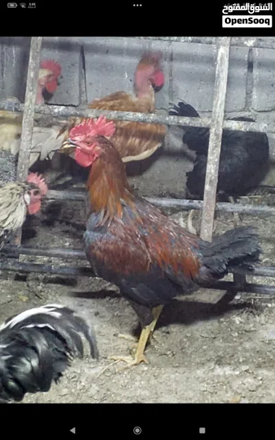 دجاج عرب للبيع 4