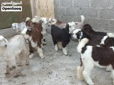 6 جدايا و3 صخلات حلال طيب للتربيه 4