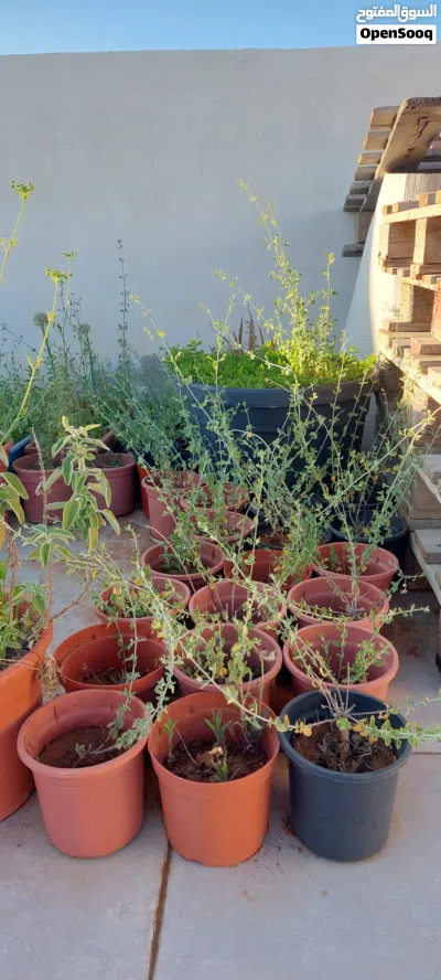 نبات القرنية، زعيتمان، اشتال، اعشاب 3