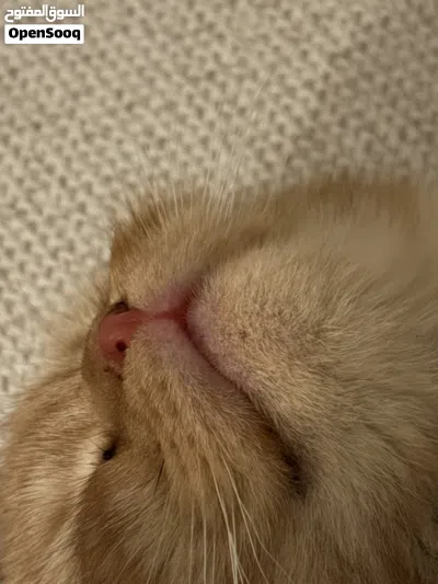 Male Scottish fold for sale 3