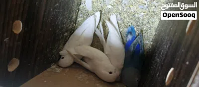 جوزين روز تحتهم فراخ 4