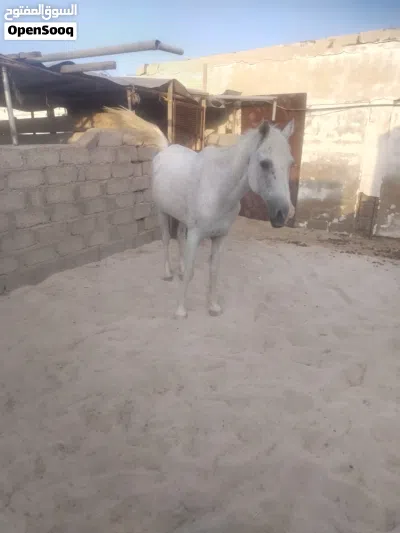 فرس مهجنه للبيع 2