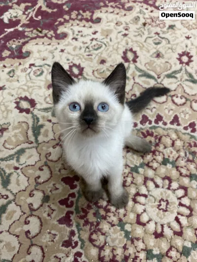 Pure saimese kittens 4