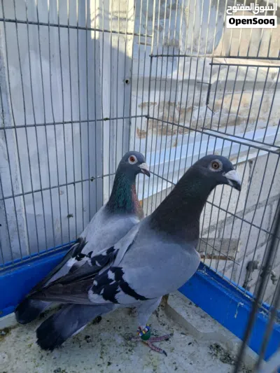 حمام للبيع 2