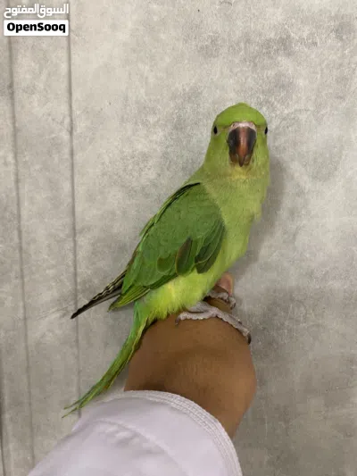 بغبغاء دره الهند للبيع 3