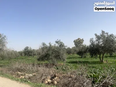 ارض مزروعة زيتون للبيع في مادبا 4