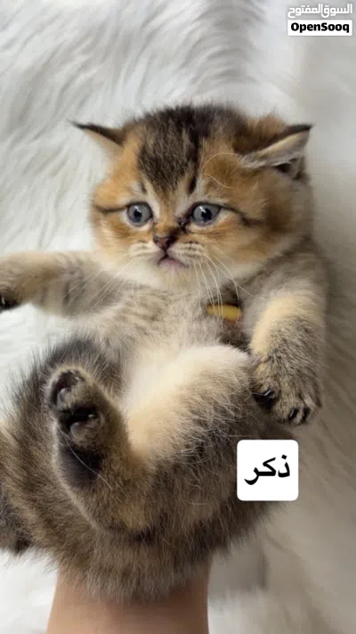 سكوتش استريت 3