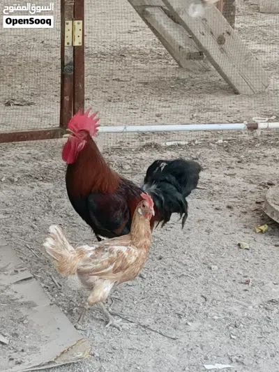 ديوك إثنين للبيع واحد عربي لونه أحمر والثاني ديك معمل أبيض ربيته وهوه كتكوت لحد ما صار كبير 3