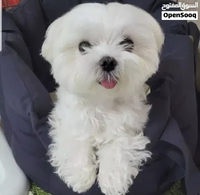 Maltese puppies 3