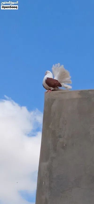 حمام للبيع حاجة مضمونة بعون الله 3