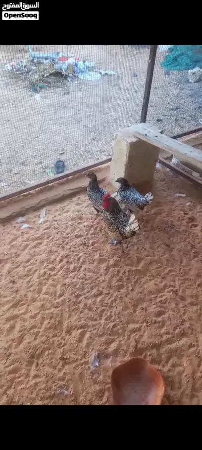 سبرايت أنيق 3