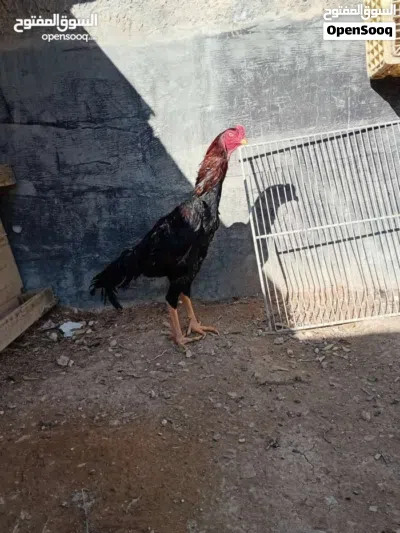 ديك باكستاني للبيع 4