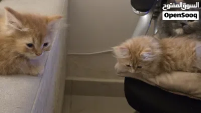 2 shirazi kittens for sale 3