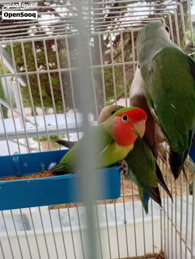 كوبيه رود اخضر بي فروخ 4