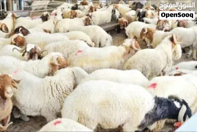 بسم الله الرحمن الرحيم اعلان - لحام اضاحي لحام متنقل لذبح اضاحي العيد 3