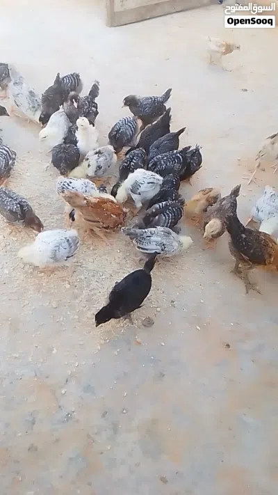 عمرهم 40 يوم عربي غليظ 3
