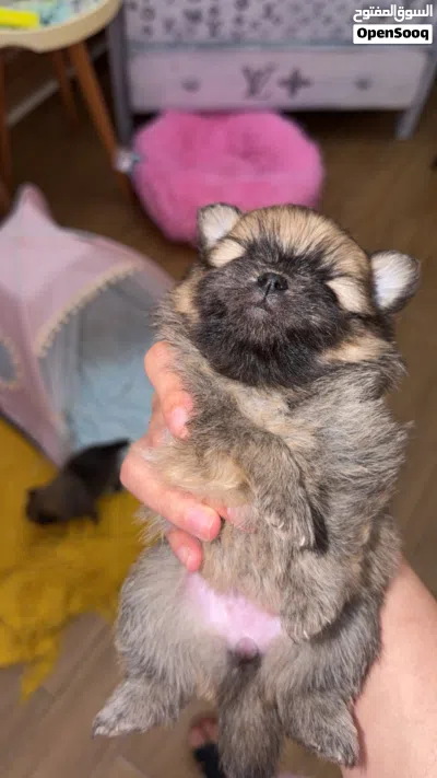 Pure Pomeranian 3