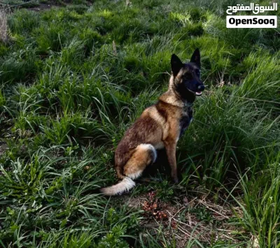 أنثى مالينوا 3