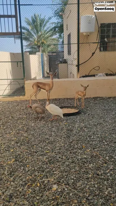 غزلان ذكر وانثى 2