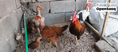 دجاج للبيع 3
