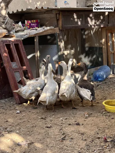 اوز للبيع جمله 3