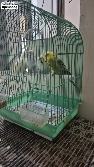 tow pairs of parrots 3