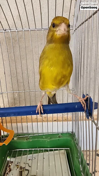 جغل (هجين) الفردون صوت الله يبارك 2