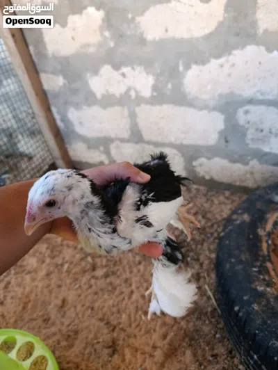 دجاج برهما 4